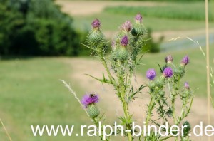 20130725-0002_Blumen