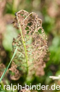 20130725-0021_Blumen