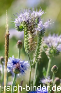 20130725-0082_Blumen