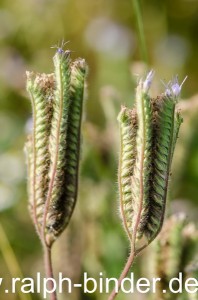 20130725-0083_Blumen