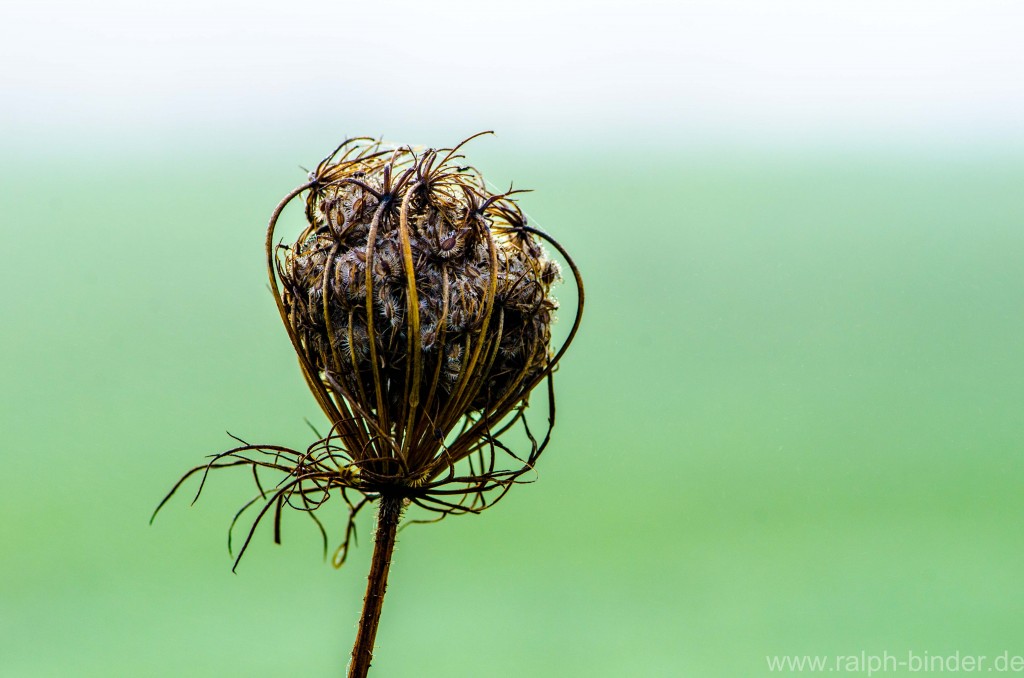 20070922-1056_Blumen