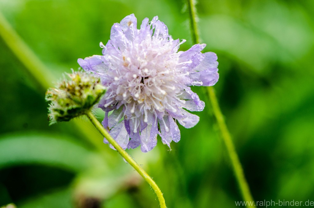 20070922-1071_Blumen