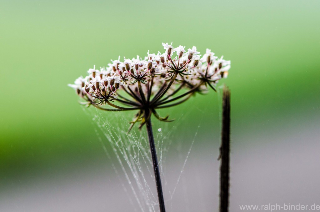 20070922-1110_Blumen