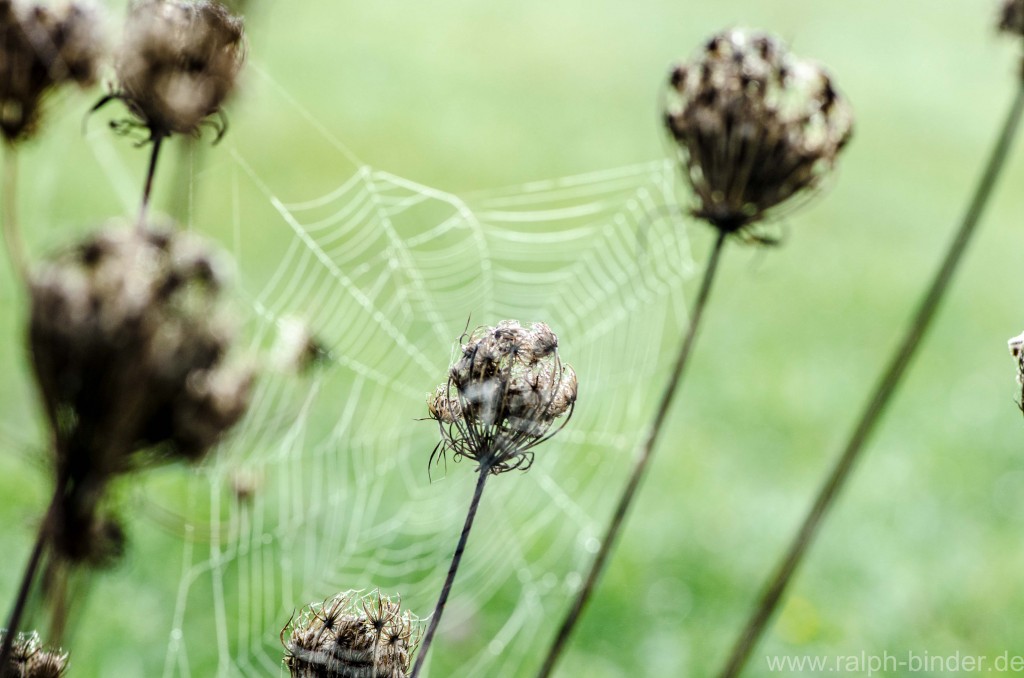 20070922-1121_Blumen