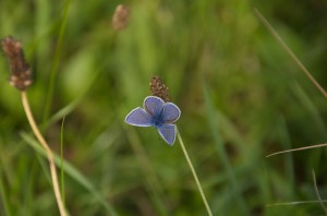 20130901-1339_Blumen