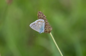 20130901-1343_Blumen