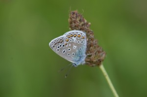 20130901-1344_Blumen