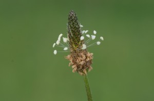 20130901-1346_Blumen