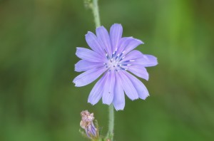 20130901-1358_Blumen